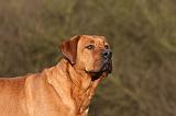 TOSA INU 488